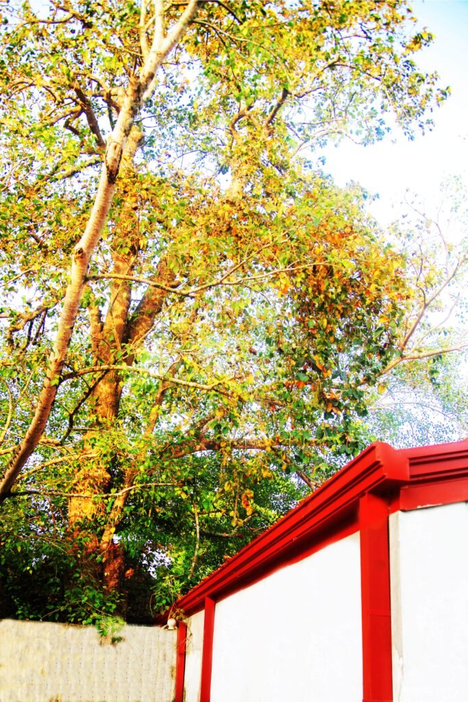 Auxiliary-Bakini-Tree-Akurala-Ancient-Pattini-Temple
